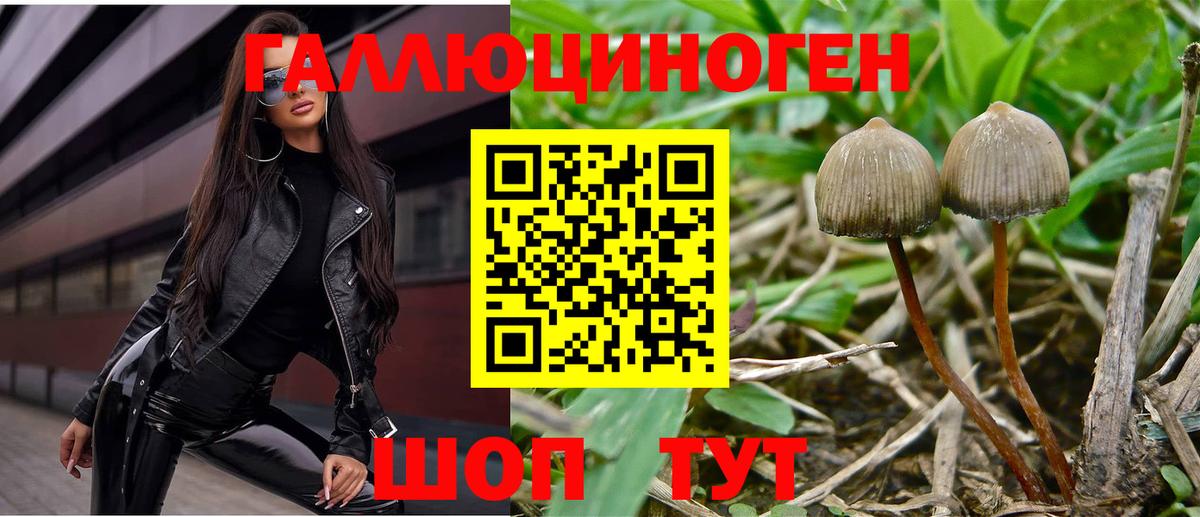 Псилоцибиновые грибы Cubensis Жуковский